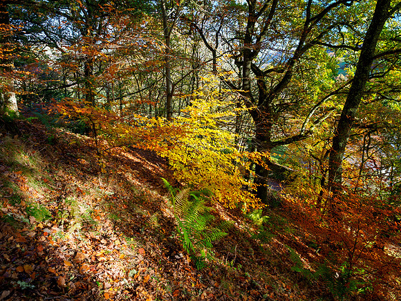Autumn Woodland