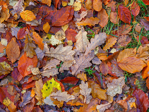 Autumn Woodland