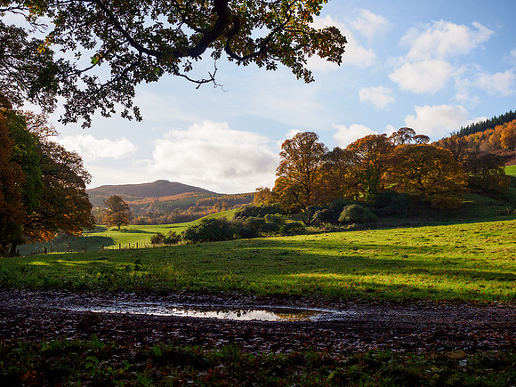 Autumn Woodland