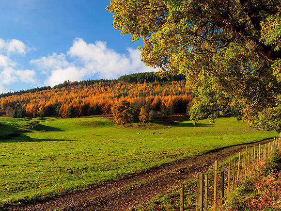 Autumn Woodland