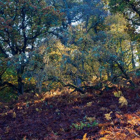 Autumn Woodland