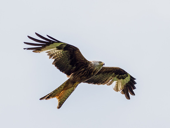 20220716-Loch Ussie-EM121292
