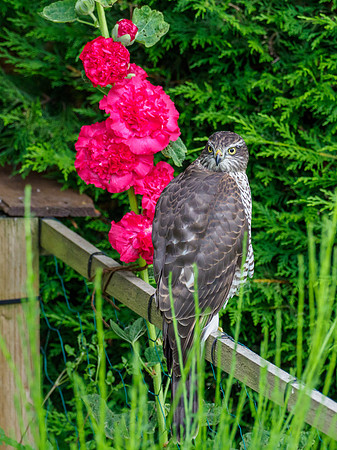 Sparrowhawk (Accipiter nisus)
