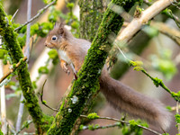 Red Squirrel (Feòrag ruadh