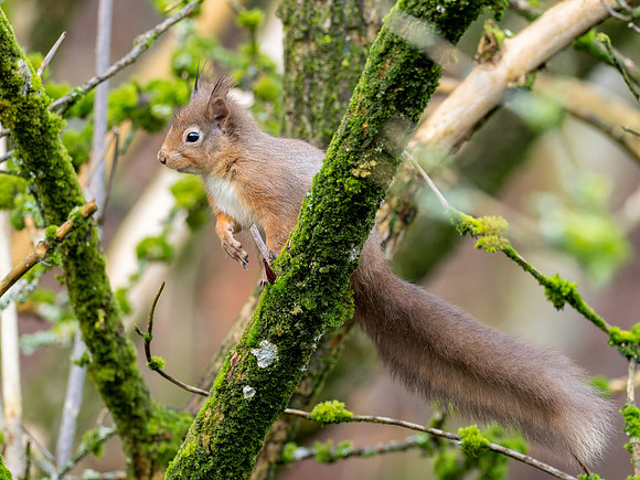 Red Squirrel (Feòrag ruadh
