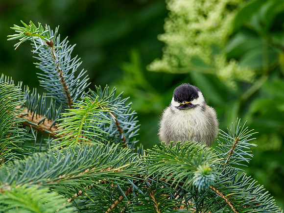 Fluffball