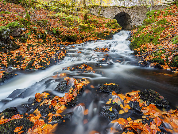 2018-10 Autumnal Tunnel
