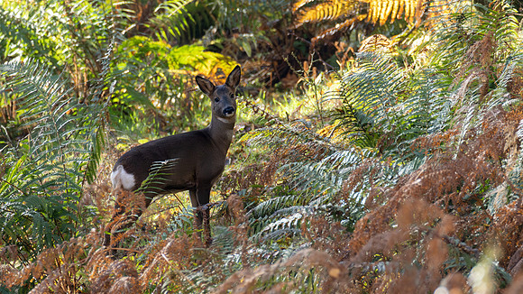 Roe Deer
