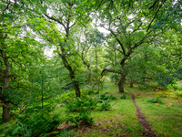 Balmacaan Woodland