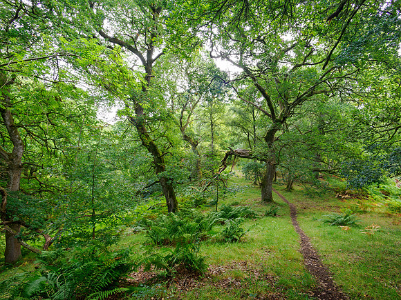 Balmacaan Woodland