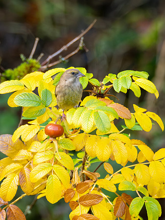 Greenfinch