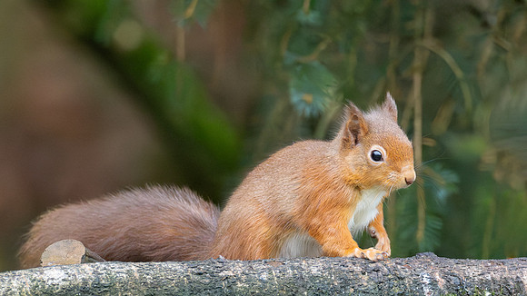 Squirrel