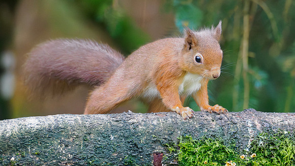 Squirrel