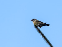 20241201-Cudrish-OM016775