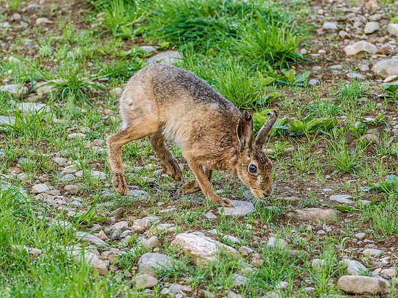 Brown Hare