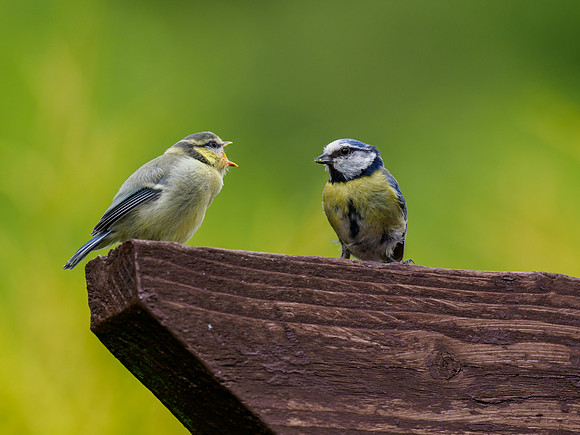 Blue Tit Chick