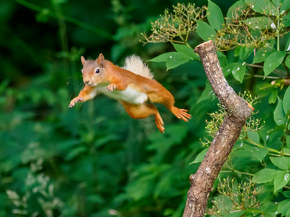 Red Squirrel