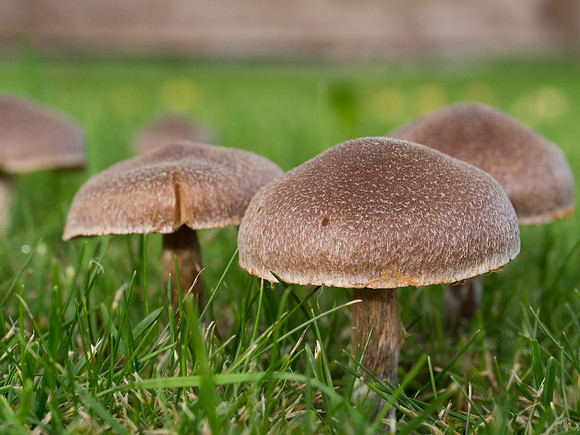 Garden Close-up