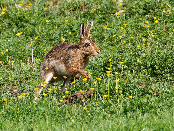 2024-05 Brown Hare