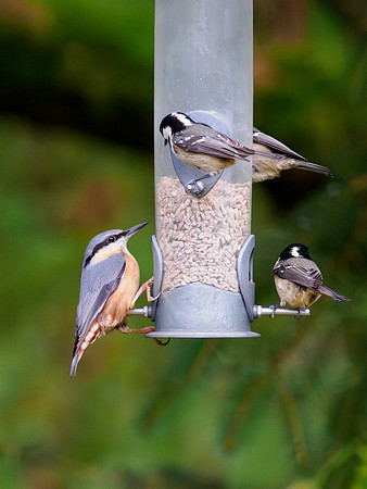 Garden Birds