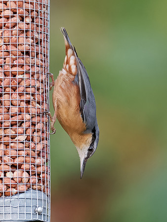 Nuthatch