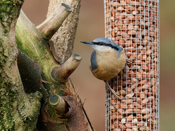 Nuthatch