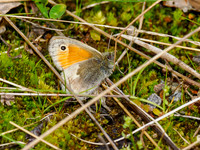 Small Heath Butterfl (Coenonympha pamphilus)