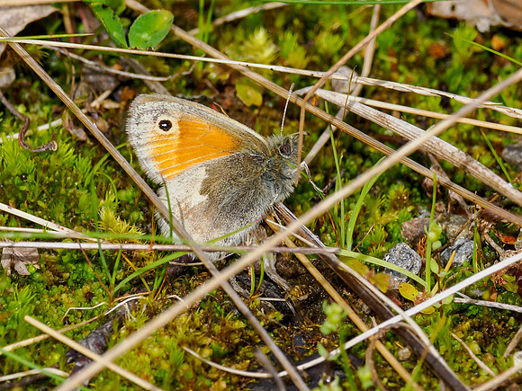 Small Heath Butterfl (Coenonympha pamphilus)