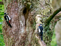 Great Spotted Woodpecker Nest