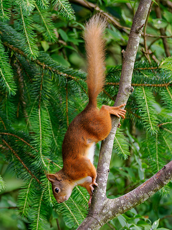 Red Squirrel