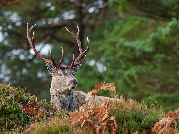 Red Deer Stag (Cervus