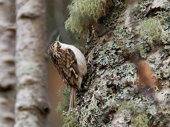 Treecreeper (Certhia familiaris)