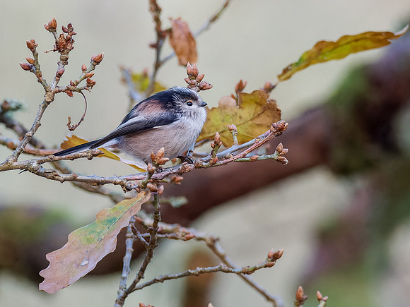 Long-tailed tit (Aegithalos caudatus)