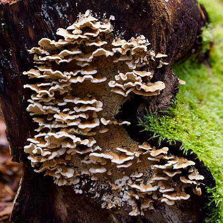 20231130-Balmacaan Wood-OM014736