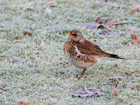 Frosty Fieldfare