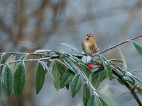 20231201-Garden-DxO_OM014862-ORF_XDS