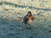 Frosty Fieldfare