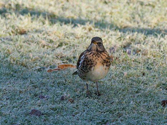 Frosty Fieldfare
