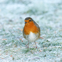 20231202-Garden Bird-DxO_OM015078-ORF_XDO