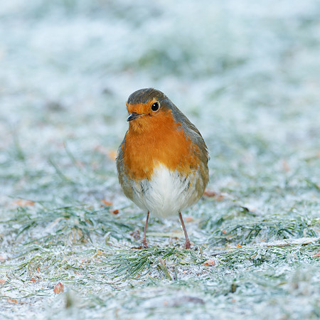 20231202-Garden Bird-DxO_OM015078-ORF_XDO