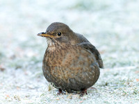 20231202-Garden Bird-DxO_OM015187-ORF_XDO