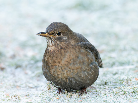 20231202-Garden Bird-DxO_OM015187-ORF_XDO