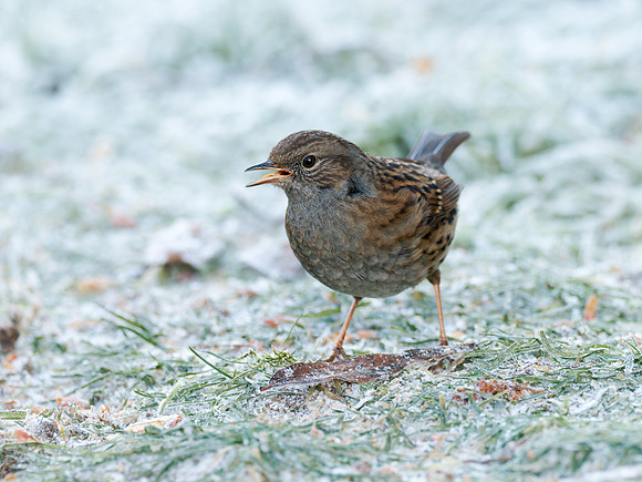 Dunnock