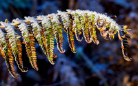 Winter on Autumn (1)