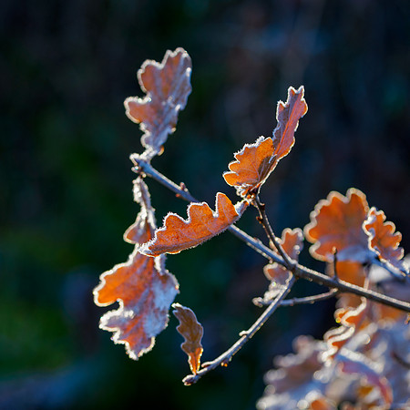 Winter on Autumn (2)