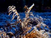 Winter on Autumn (3)