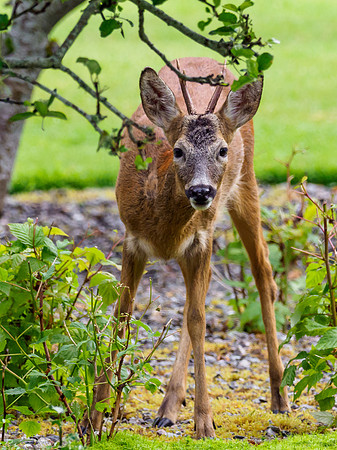 Roe Buck