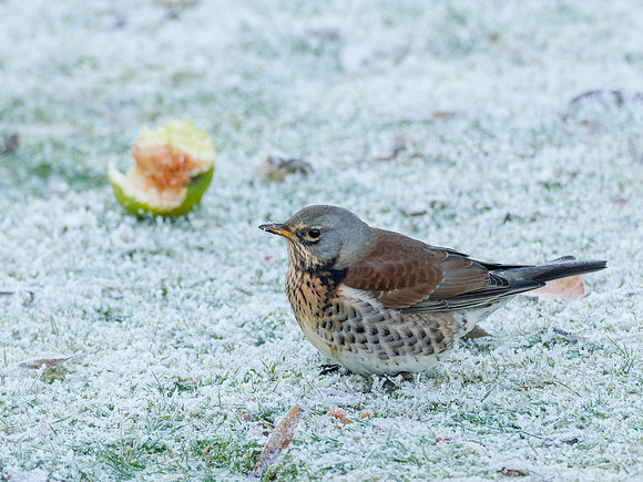 Frosty Fieldfare