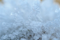 20231203-Icy Shell-EM122870-Edit2