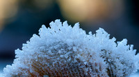 20231203-Icy Shell-EM122886-Edit
